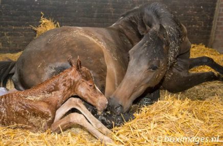 paardenarts